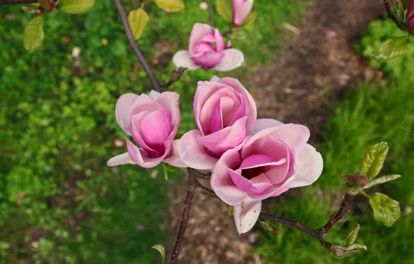 Picture greens, grass, trees, flowers, branches, spring, garden, pink