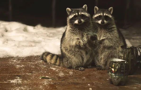 Look, pair, raccoons