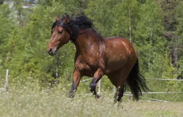 Picture horse, horse, mane, handsome, chestnut
