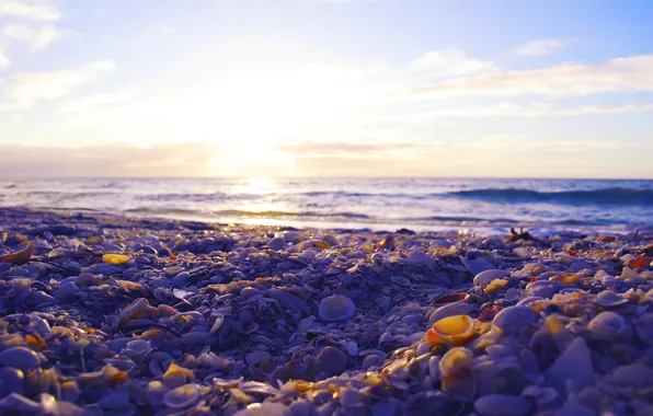 Picture sea, stones, shell