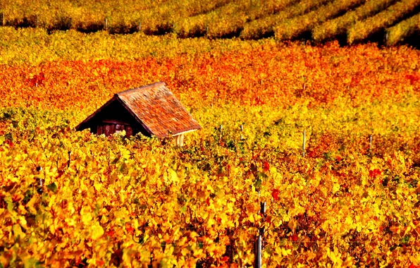 Autumn, vineyard, house, vine