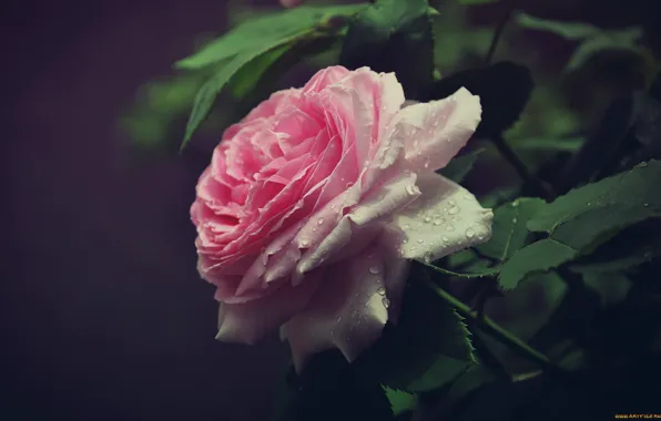 Picture drops, flowers, Rosa, tenderness, rose, roses, beauty, petals