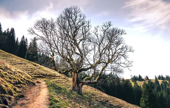 Road, nature, tree