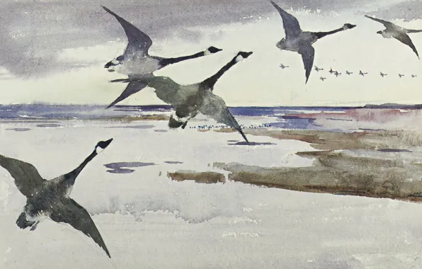Birds, figure, watercolor, The Canada goose, Frank Weston Benson