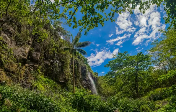 Picture greens, forest, the sky, clouds, trees, branches, tropics, palm trees