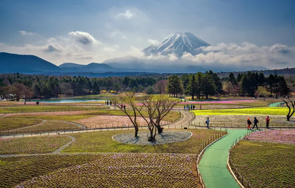 Picture Japan, Mount Fuji, Fuji Shibazakura
