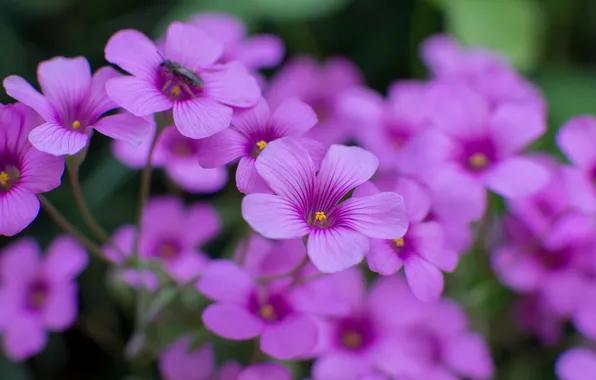 Picture macro, flowers, focus, petals, blur, insect, lilac, Oxalis