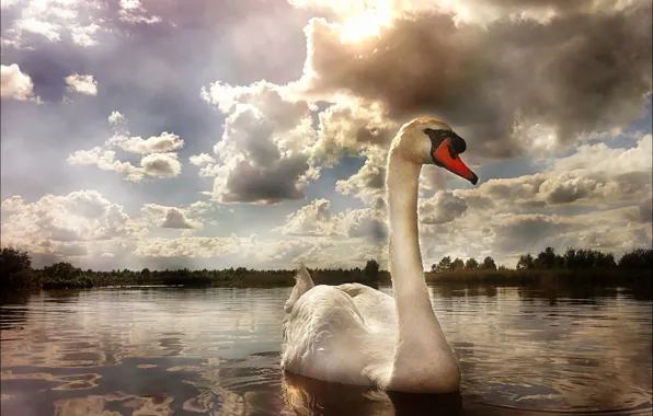 Picture the sky, water, clouds, clouds, lake, river, swans, pond