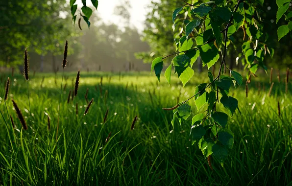 Grass, leaves, branches, Wallpaper, morning, wallpaper, grass, birch