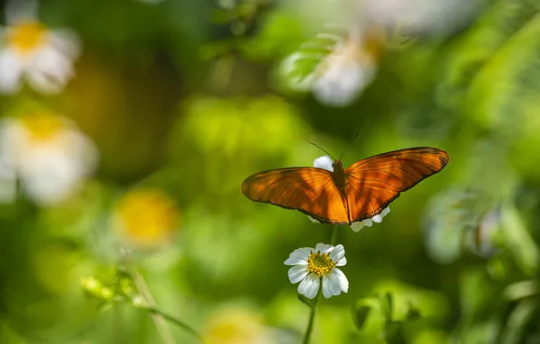 Picture greens, white, summer, leaves, macro, light, flowers, orange