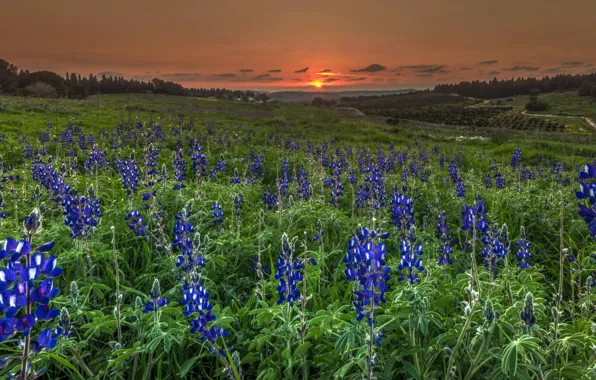 Picture field, summer, sunset, flowers