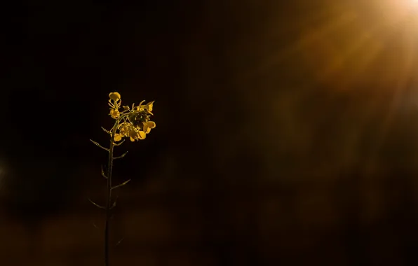 Light, nature, rape