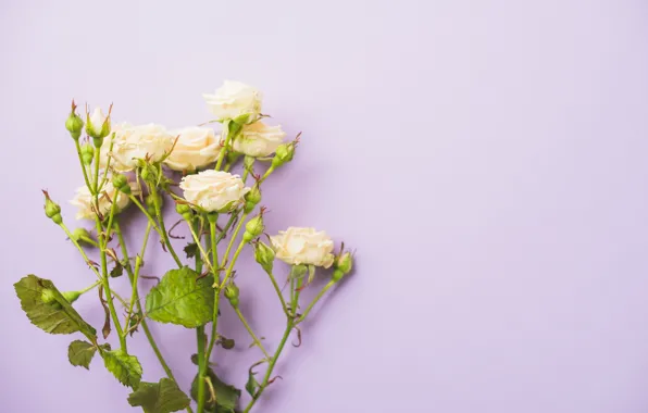 Picture flowers, roses, bouquet, roses