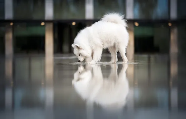 Pose, reflection, dog, floor, white, the room, Samoyed