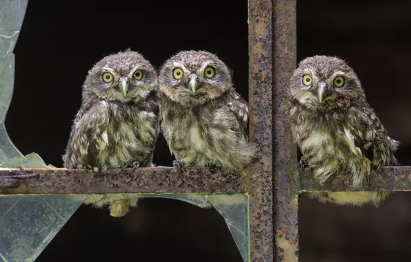 Picture glass, birds, window, owls, Chicks, broken