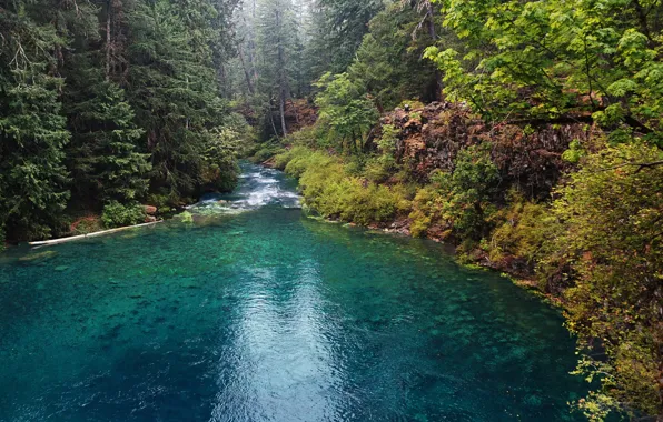 Forest, trees, river, stones, USA, Oregon, McKenzie River