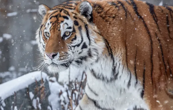 Picture winter, look, snow, view, predator, head, Tiger