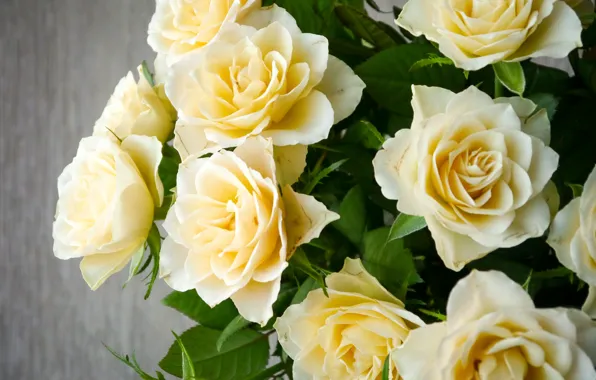 Picture flowers, yellow, bouquet, buds