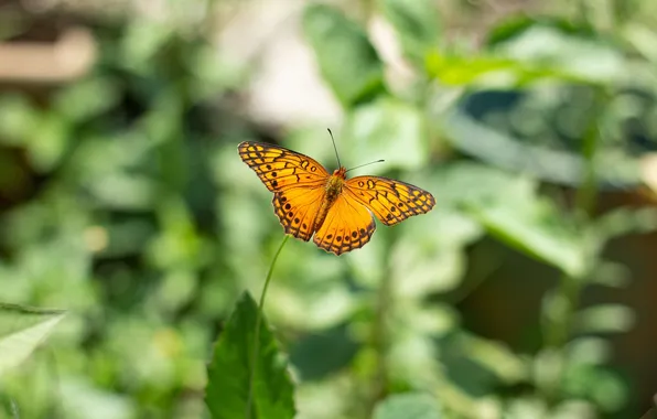 Leaves, microsemi, butterfly, wings, insect, beautiful, closeup