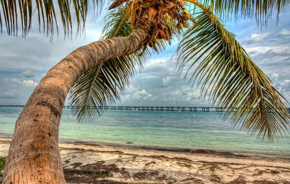 Sea, the sky, clouds, palm trees, pierce