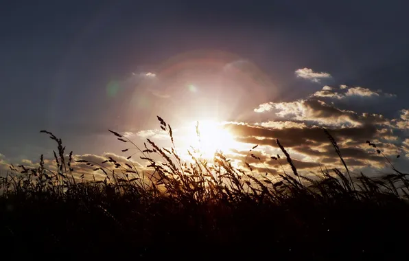 Field, summer, the sun, rays, landscape, nature, plant