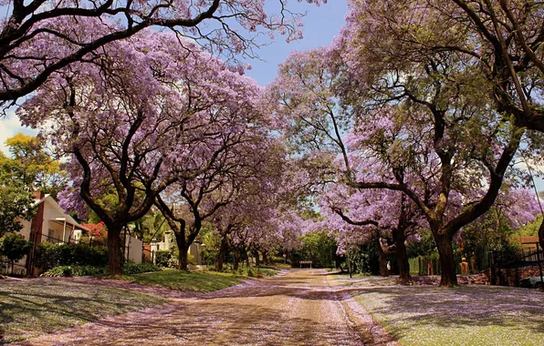 Picture street, beauty, trees in bloom