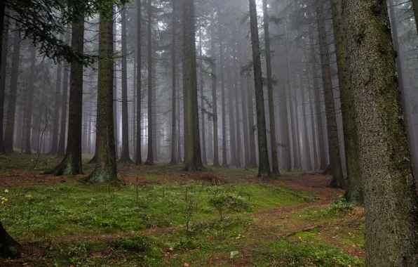 Picture forest, trees, nature, fog, Czech Republic