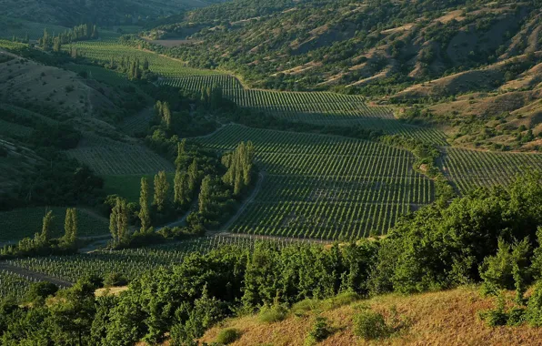 Picture nature, vineyard, nature, Crimea, Crimea, Vineyards