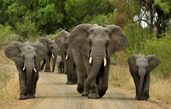 Picture road, elephants, the herd