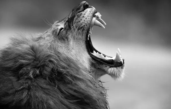 Picture monochrome, animal, catch, .grayscale photography of adult lion