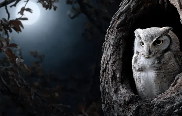 Look, light, night, branches, tree, owl, bird, the moon