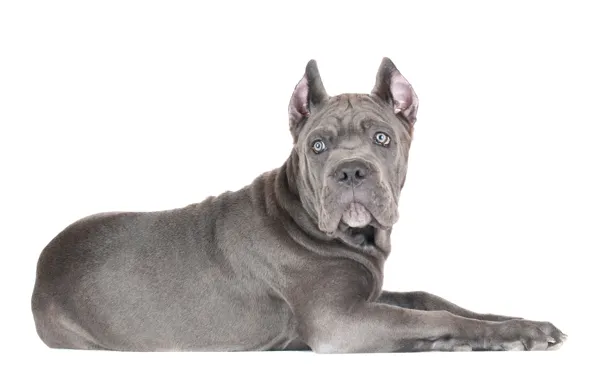 Look, dog, puppy, white background, cane Corso