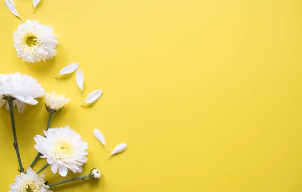 Picture background, petals, chrysanthemum