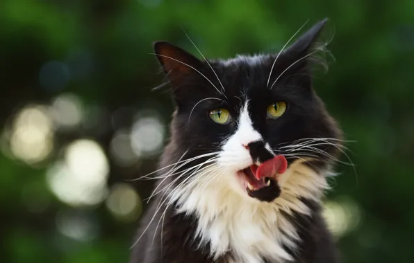 Language, cat, cat, mustache, look, face, nature, black and white