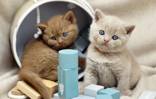 Cats, kitty, grey, box, cubes, kittens, fabric, beads