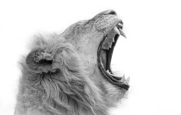 Leo, mouth, beast