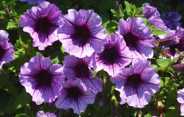 Picture leaves, nature, Bush, petals