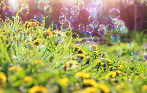 Greens, summer, light, flowers, squirt, glade, spring, yellow