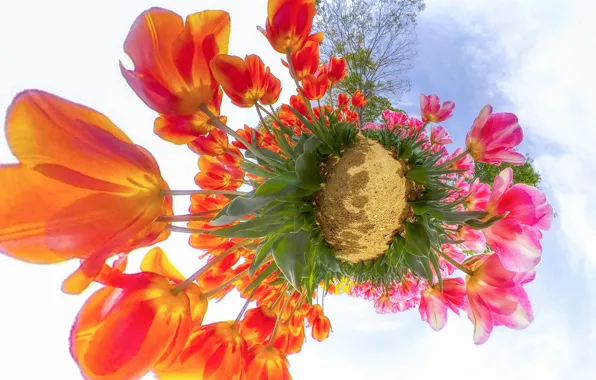 The sky, leaves, clouds, flowers, Park, beauty, round, spring