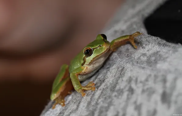 Macro, frog, TreeFrog