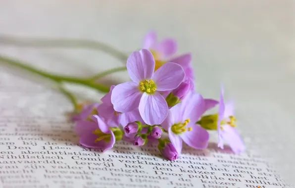 Picture flowers, book, field, lilac, inflorescence, small