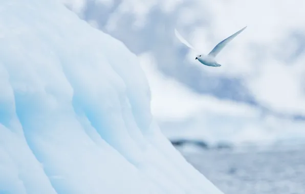Winter, snow, flight, bird, ice, Seagull, glacier, iceberg