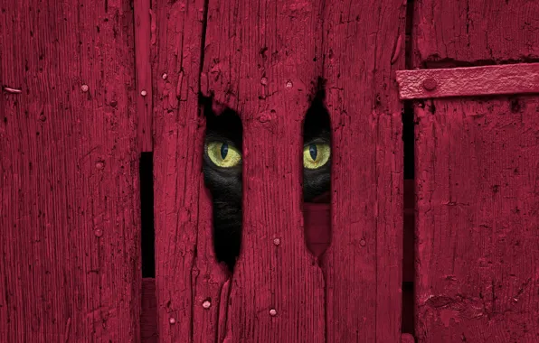 Cat, eyes, cat, look, red, background, black, Board