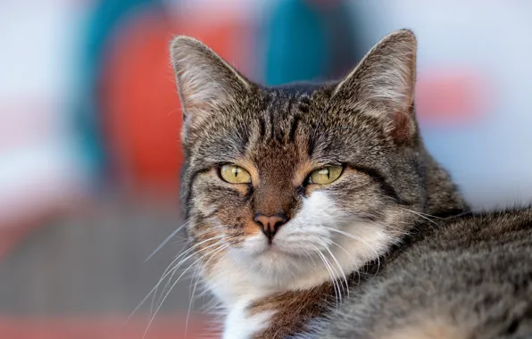 Cat, look, face, grey, background, portrait, important
