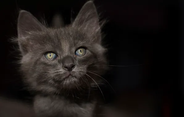 Eyes, look, background, kitty