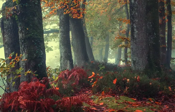Picture autumn, forest, trees