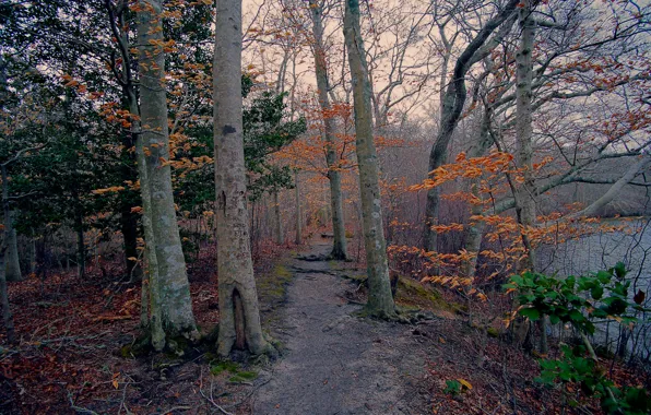 Picture autumn, forest, trees, lake, path