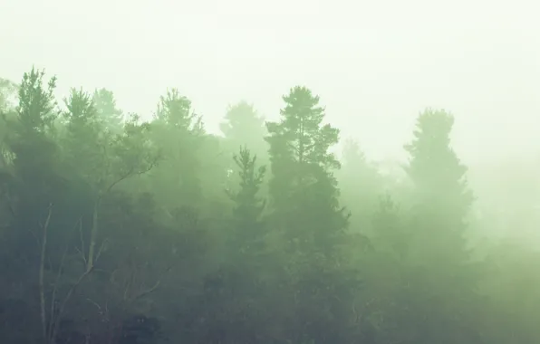The sky, Fog, Trees, Forest