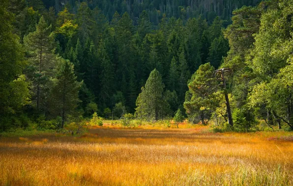 Picture autumn, forest, grass, yellow, glade, ate, meadow, pine
