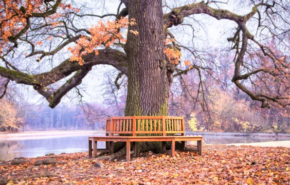 Autumn, nature, Park, bench